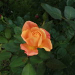 薔薇の写真